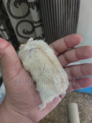 Winter White Hamster