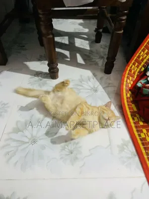 ৬-১২ মাস বয়সী মেল পিউরব্রেড পার্সিয়ান বিড়াল