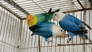 লাভ বার্ড নিউ অ্যাডাল্ট