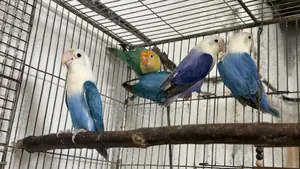 লাভ বার্ড নিউ অ্যাডাল্ট
