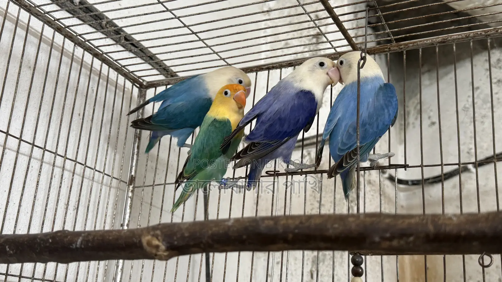লাভ বার্ড নিউ অ্যাডাল্ট