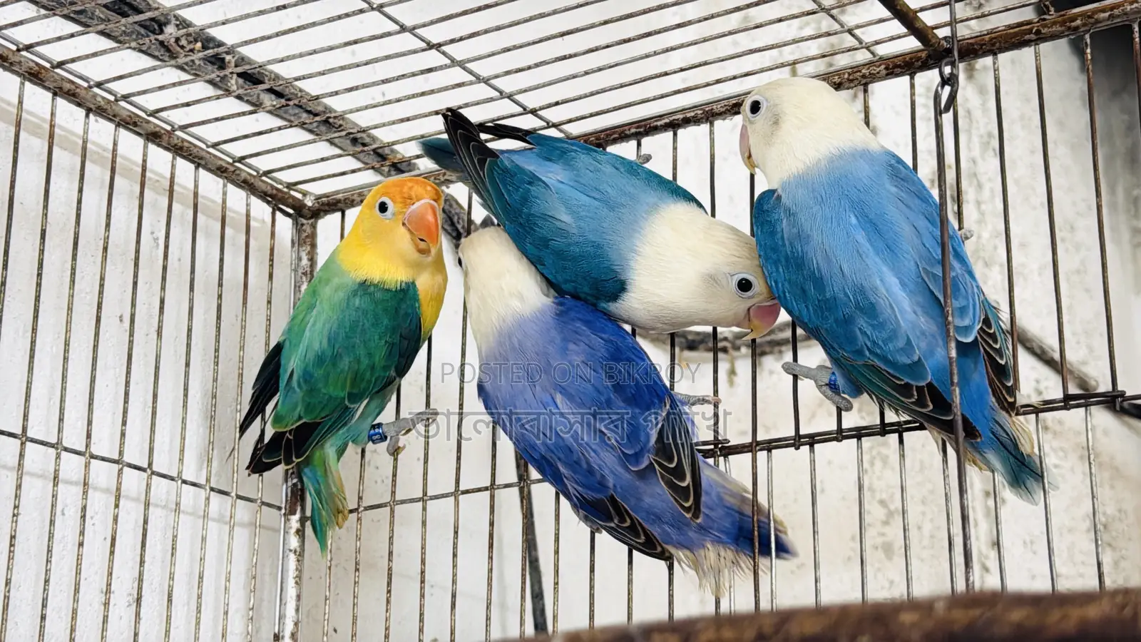 লাভ বার্ড নিউ অ্যাডাল্ট