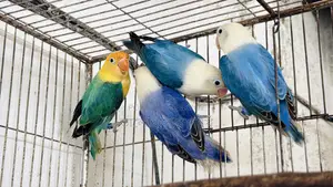 লাভ বার্ড নিউ অ্যাডাল্ট