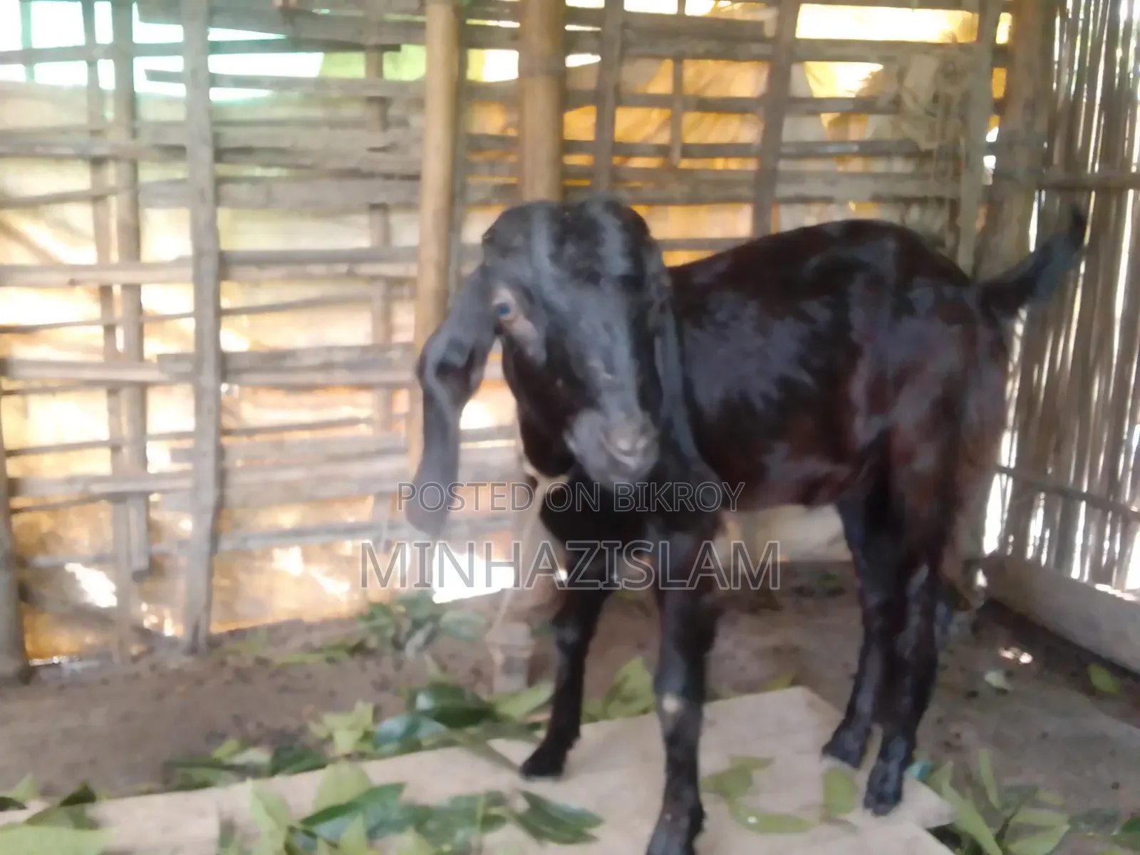 A local female goat will be sold