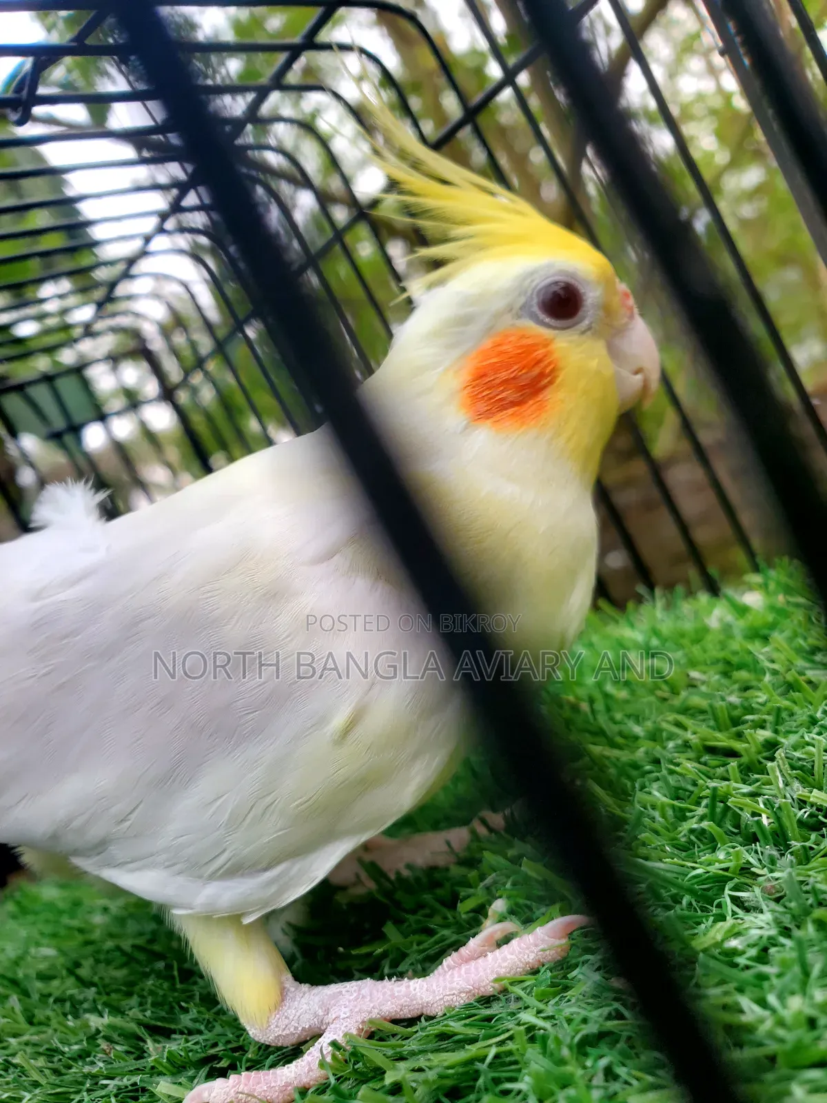 Lutino Cockatiel, Adult Male