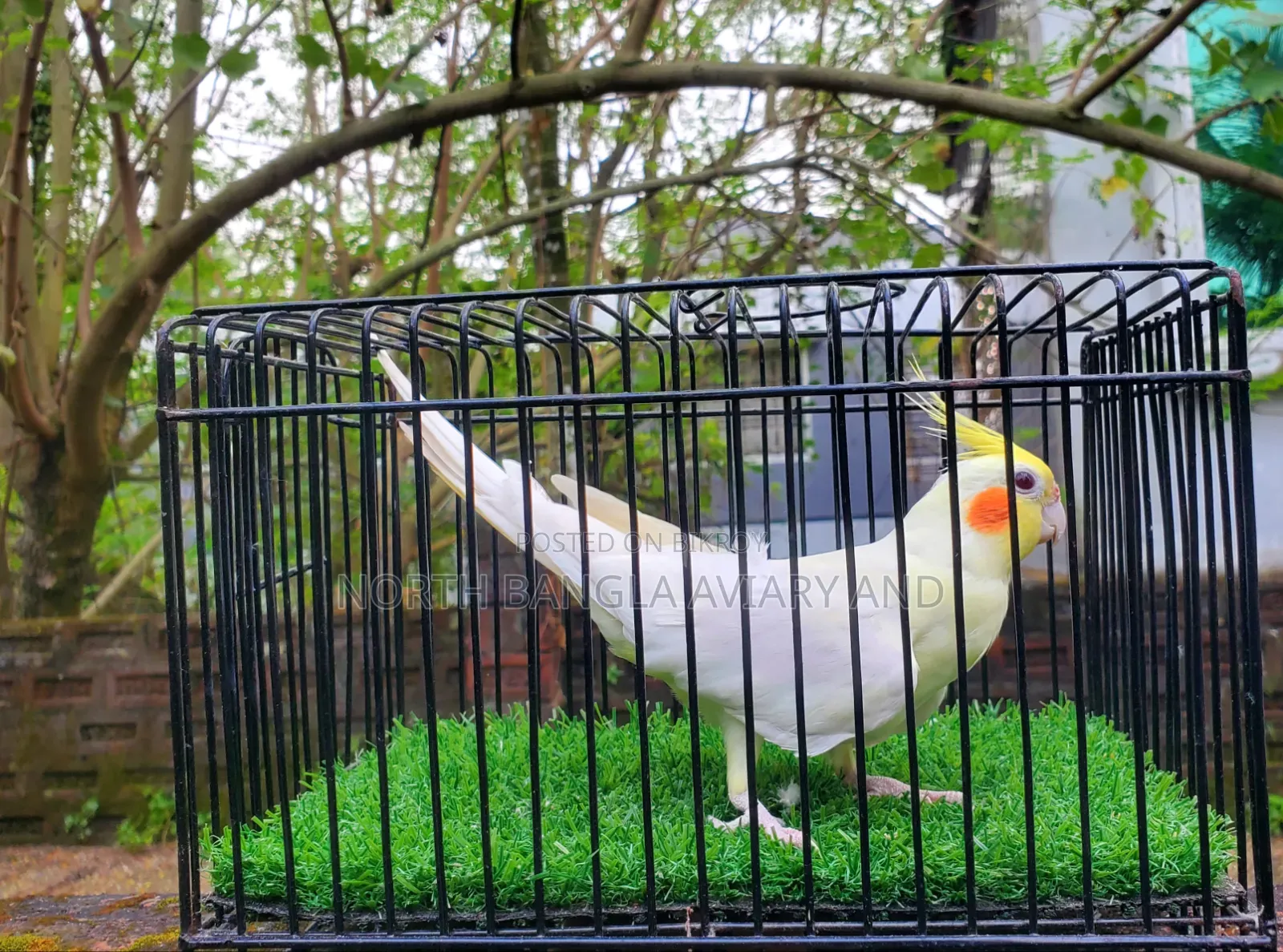 Lutino Cockatiel, Adult Male