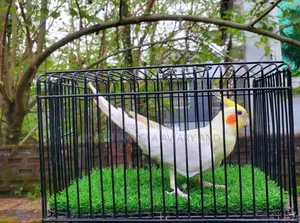 Lutino Cockatiel, Adult Male