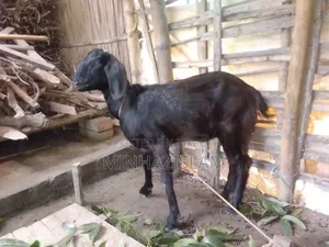 A local female goat will be sold