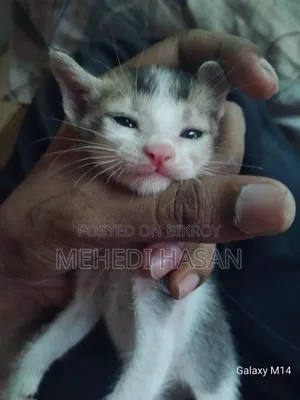 ০-১ মাসের পুরুষ বিশুদ্ধ জাতের বেঙ্গল বিড়ালছানা