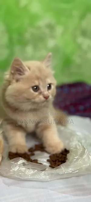 ১-৩ মাস বয়সী ফিমেল পিওরব্রেড পার্সিয়ান