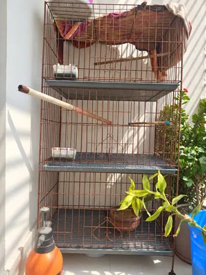লোহার তৈরী ৩ তাকের ট্রে সহ খাচা বিক্রি হবে