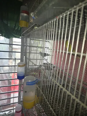 ফুল সেটআপ সেল