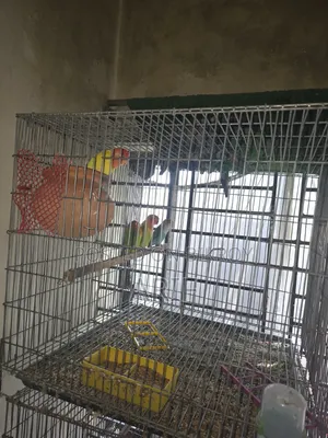 ফুল সেটআপ সেল