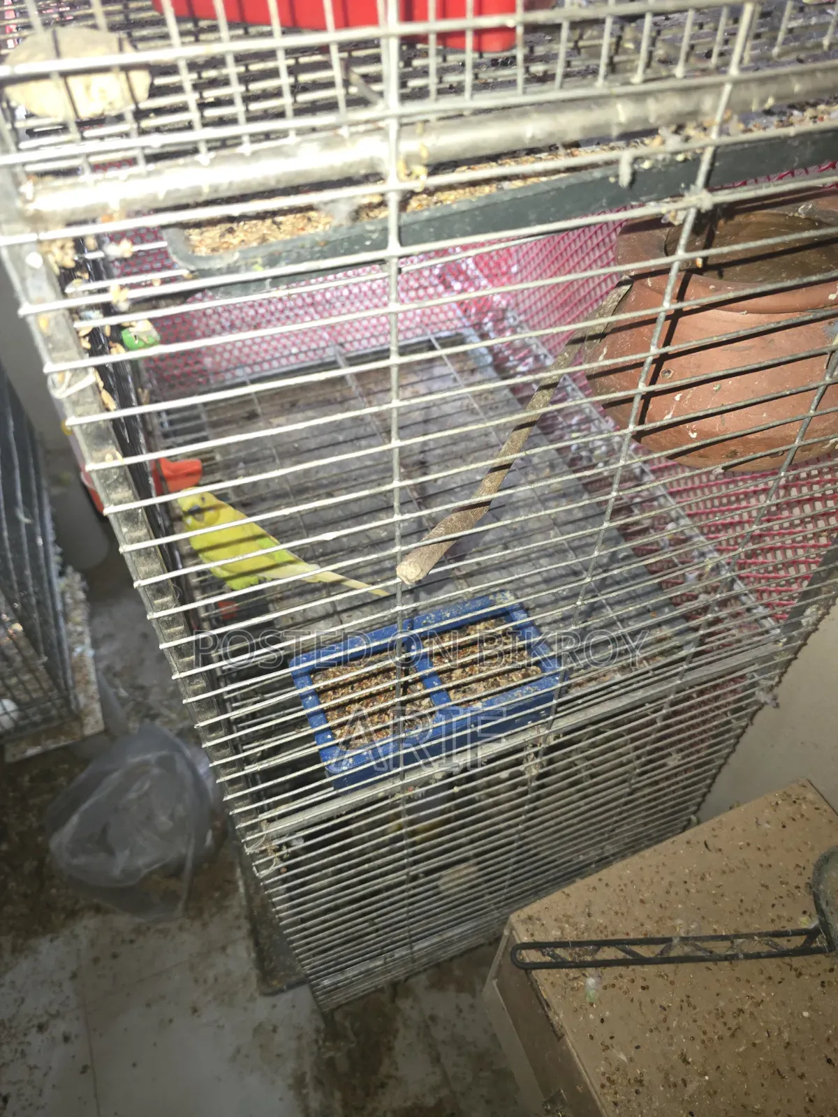 ফুল সেটআপ সেল