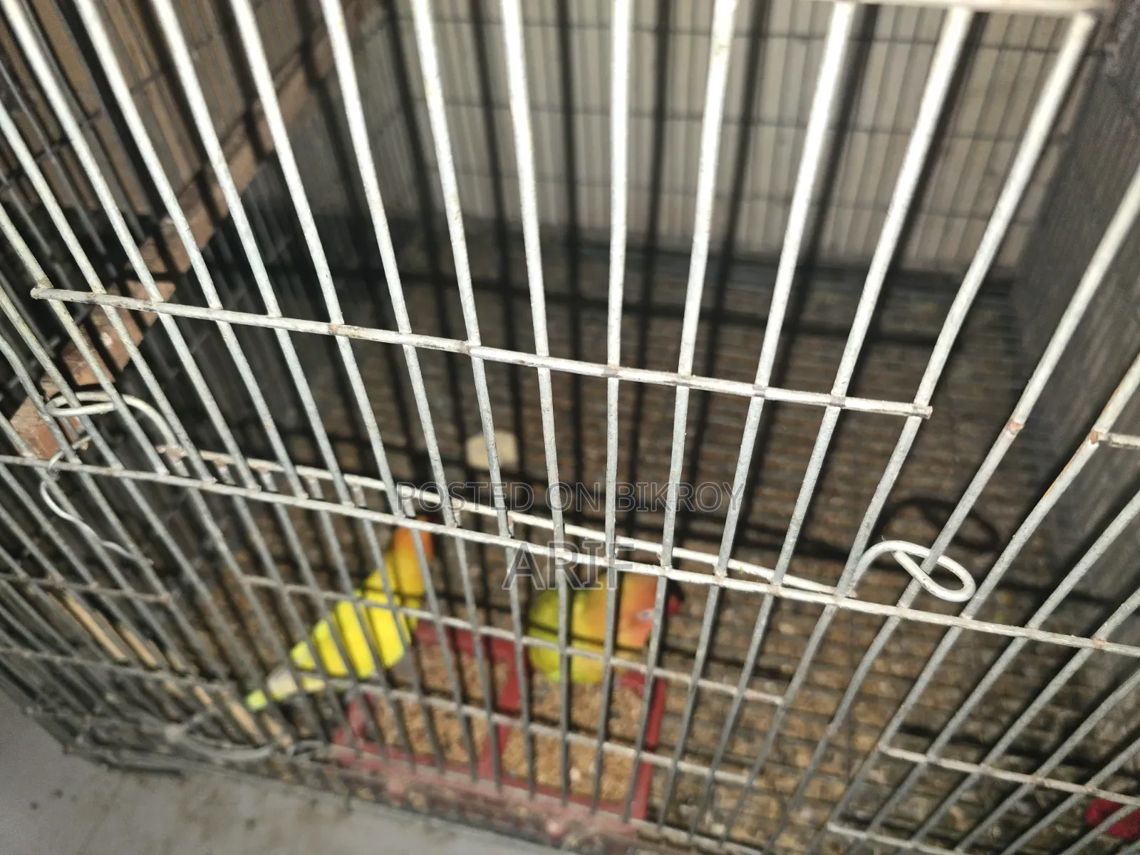 ফুল সেটআপ সেল