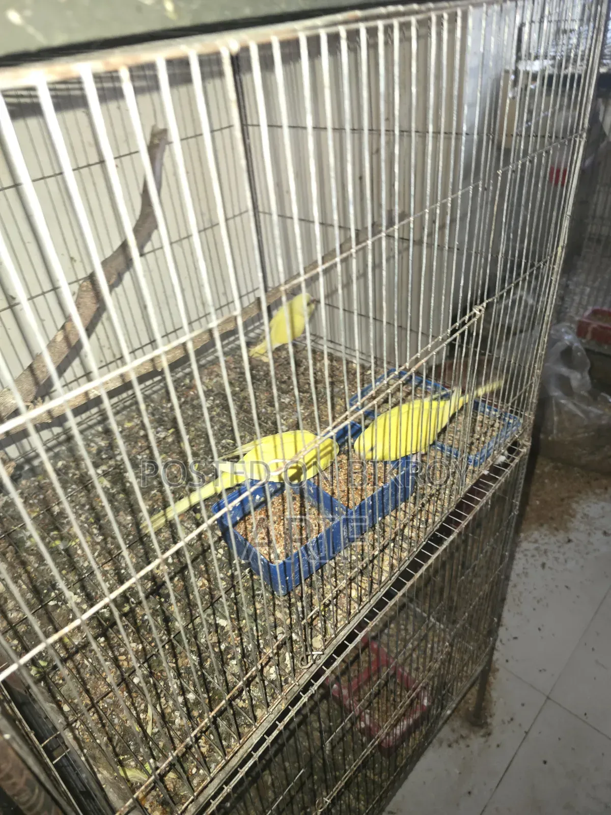 ফুল সেটআপ সেল