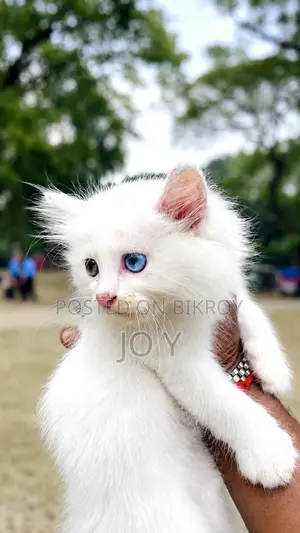 ১-৩ মাসের নারী খাঁটি পার্সিয়ান