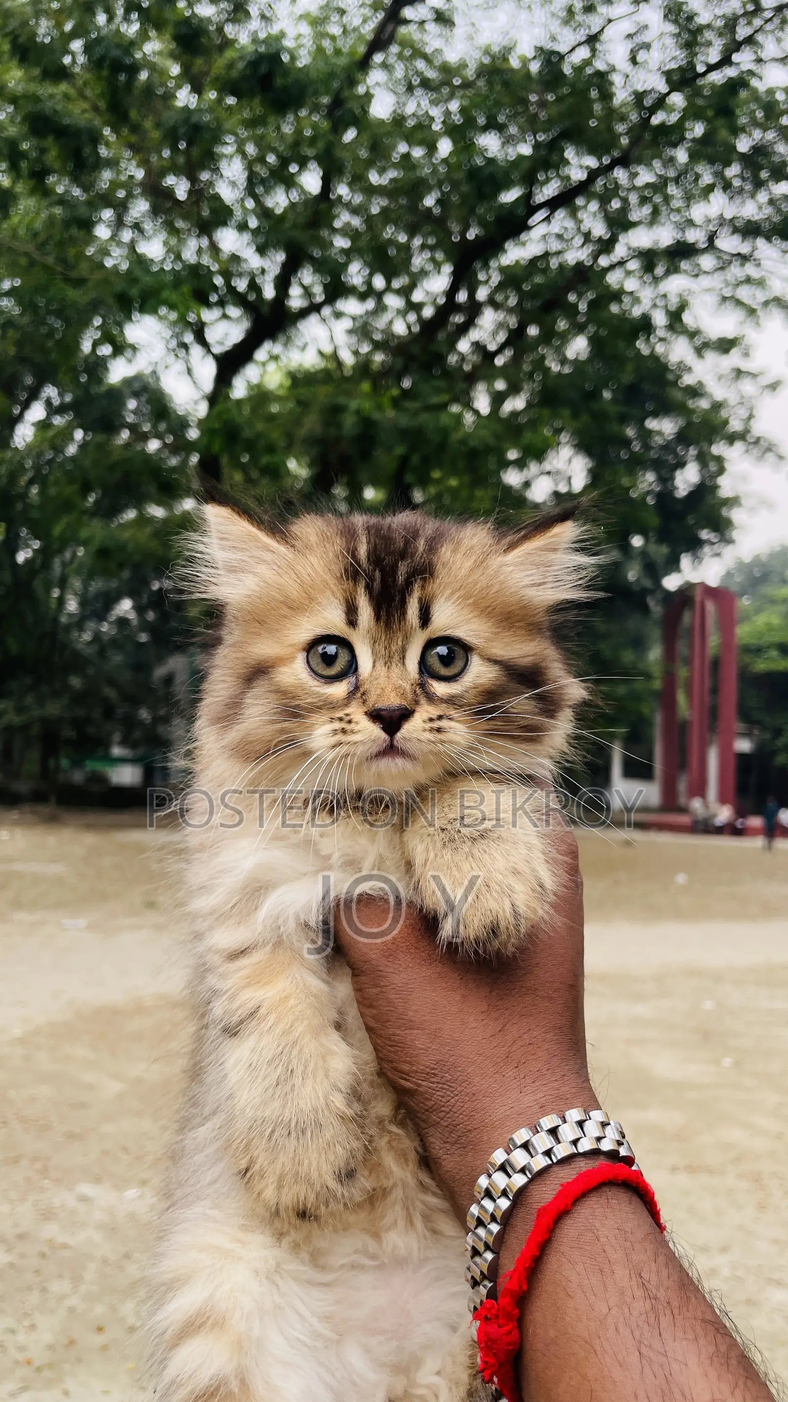 ১-৩ মাসের নারী খাঁটি পার্সিয়ান