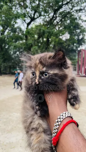 ১-৩ মাসের নারী খাঁটি পার্সিয়ান