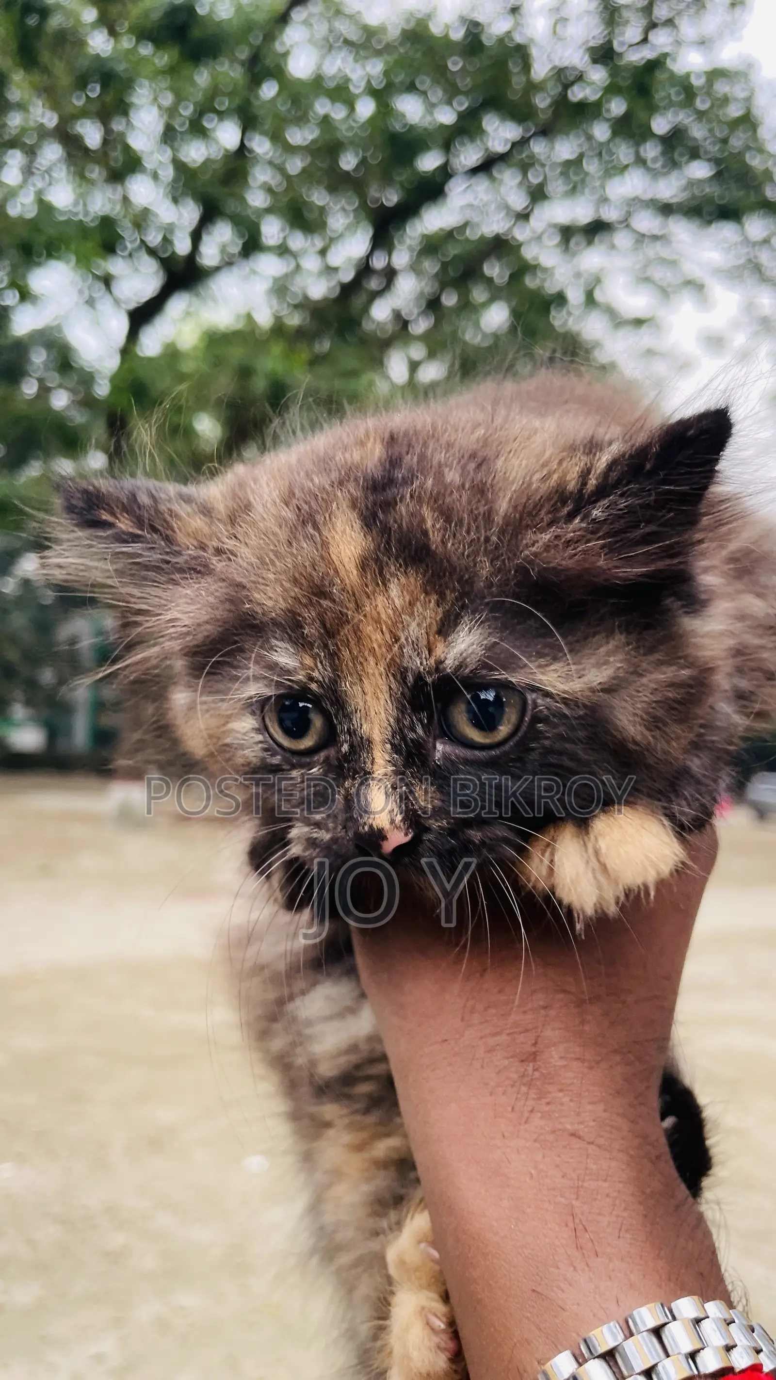 ১-৩ মাসের নারী খাঁটি পার্সিয়ান
