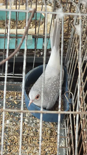 রানিং ডায়মন্ড ডাভ ফিমেল