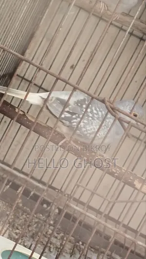 রানিং ডায়মন্ড ডাভ ফিমেল