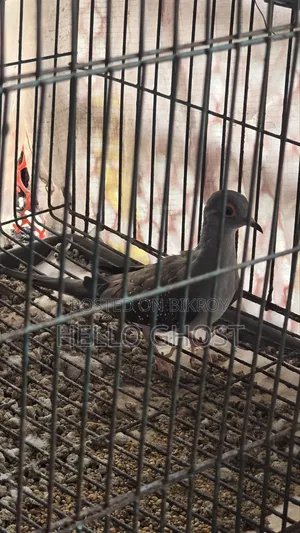 রানিং ডায়মন্ড ডাভ ফিমেল