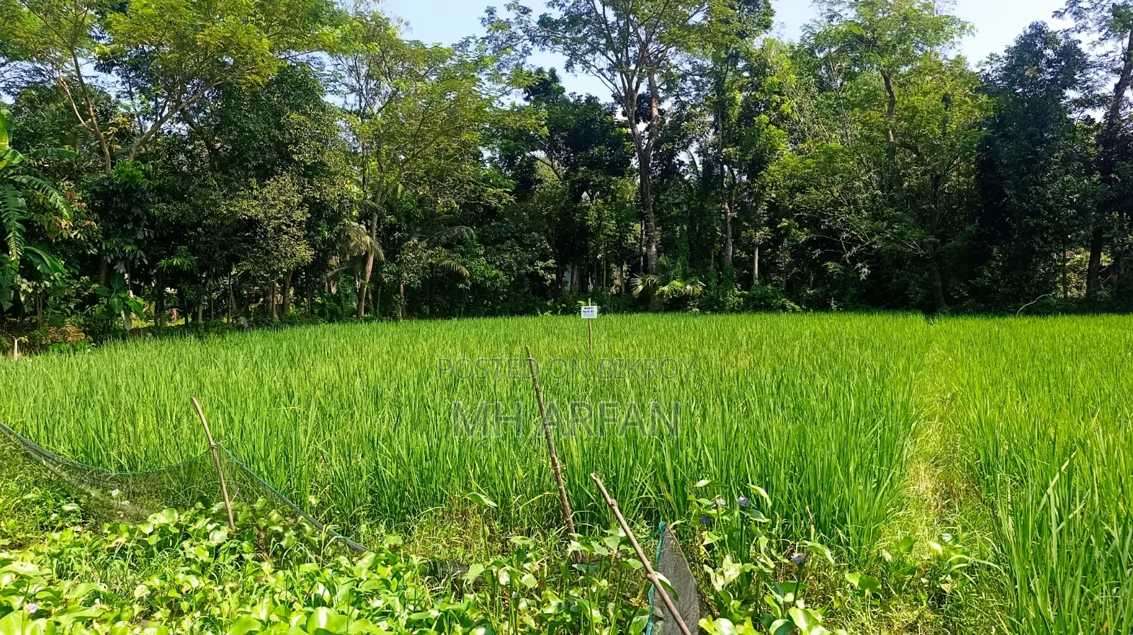 একটি কৃষি জমি বিক্রি হবে