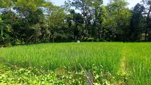 একটি কৃষি জমি বিক্রি হবে