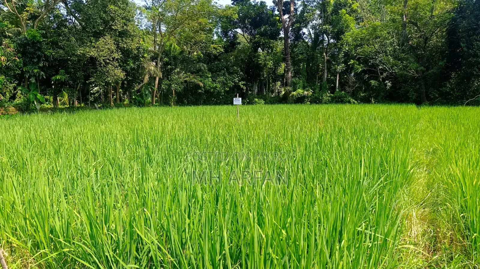 একটি কৃষি জমি বিক্রি হবে