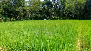 একটি কৃষি জমি বিক্রি হবে