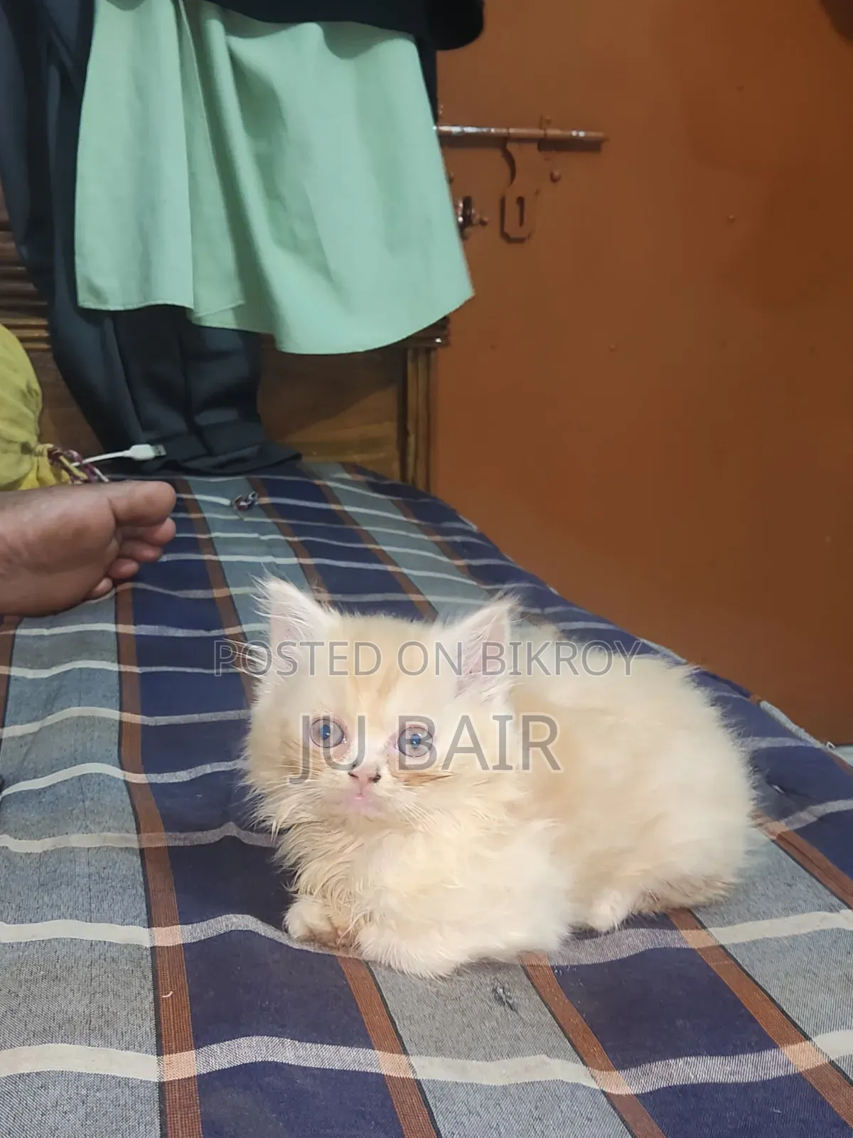 ১-৩ মাস বয়সী নারী পিওরব্রেড পার্সিয়ান