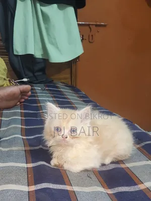 ১-৩ মাস বয়সী নারী পিওরব্রেড পার্সিয়ান