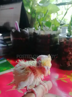 Cockatiel Red Eye