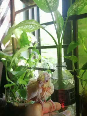 Cockatiel Red Eye