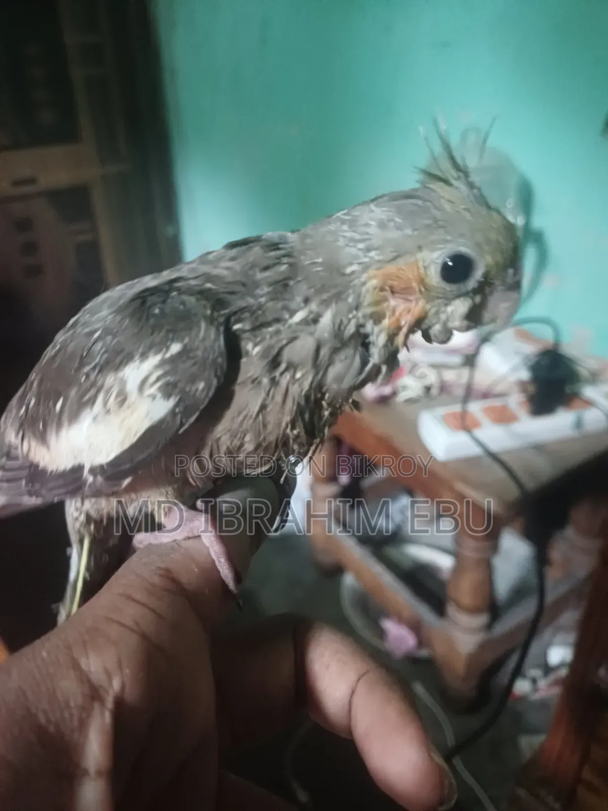 বেবি ককাটেল পাখি