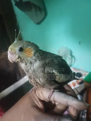 বেবি ককাটেল পাখি