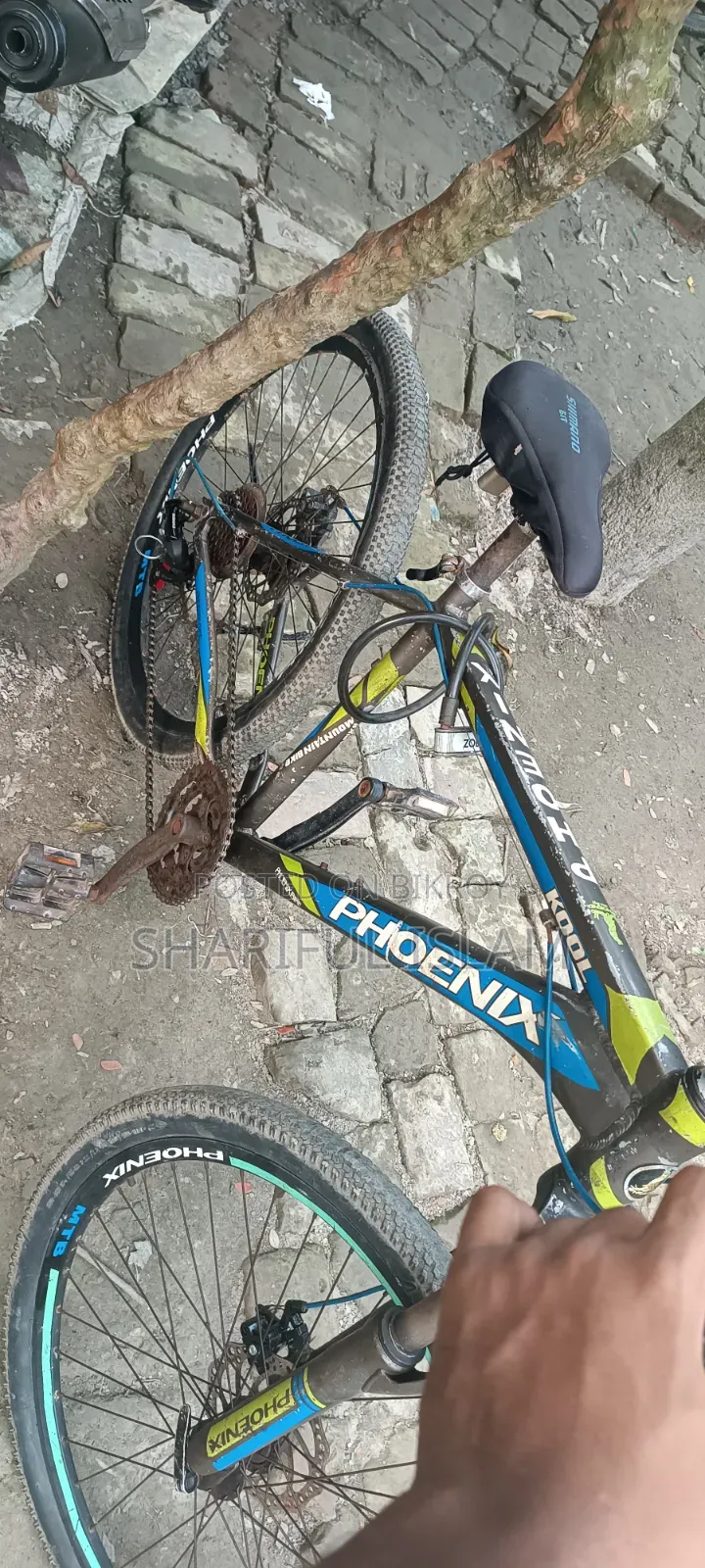 Phoenix Cycle