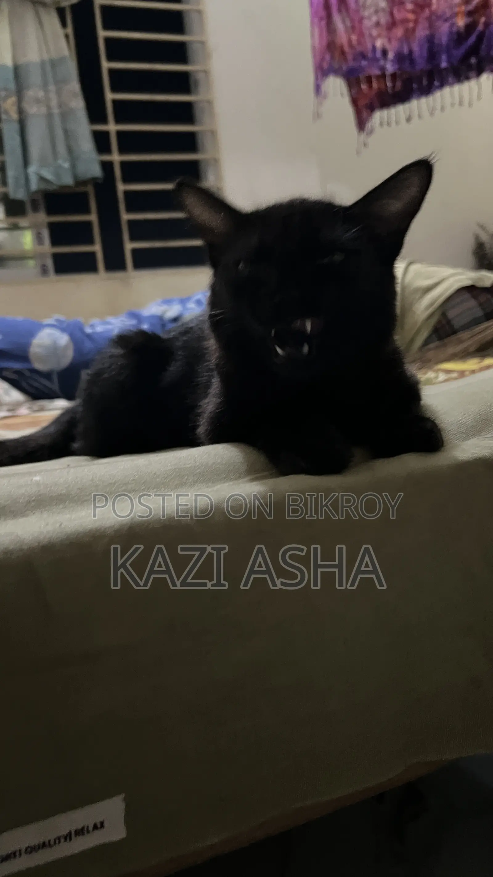 3-6 months Female Mixed Breed British Shorthair
