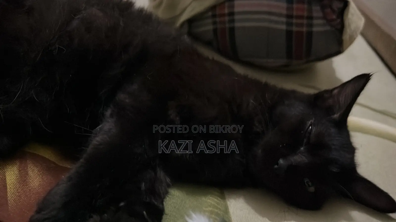 3-6 months Female Mixed Breed British Shorthair