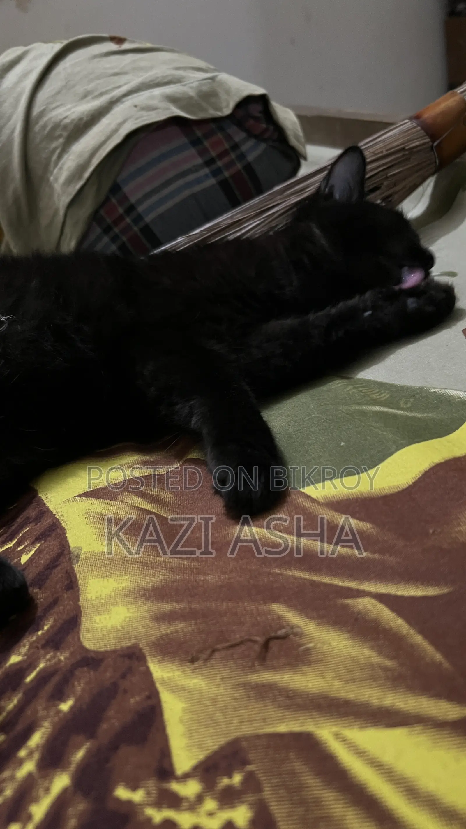 3-6 months Female Mixed Breed British Shorthair