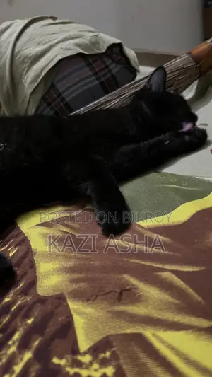3-6 months Female Mixed Breed British Shorthair