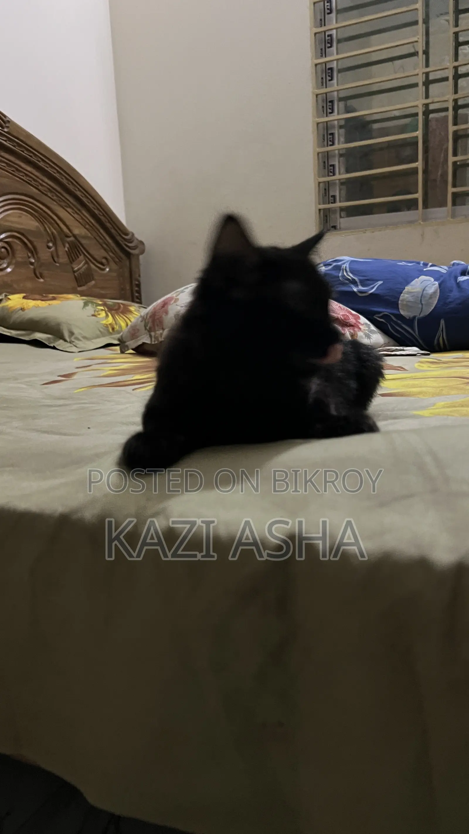 3-6 months Female Mixed Breed British Shorthair