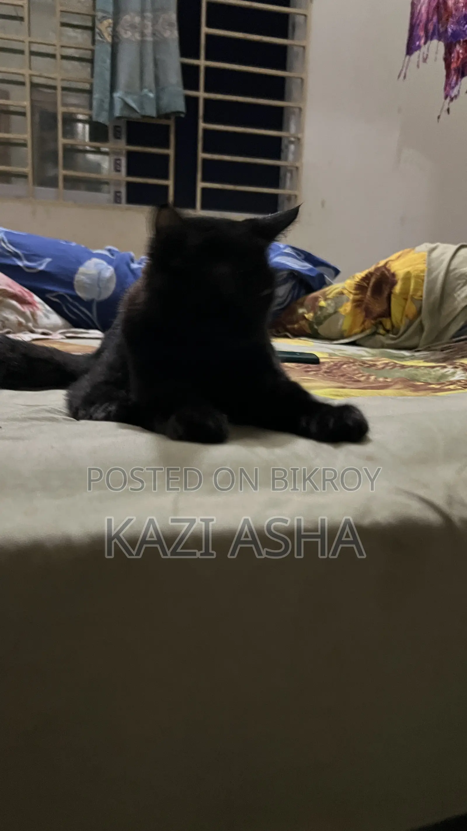 3-6 months Female Mixed Breed British Shorthair