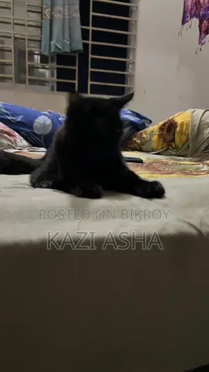3-6 months Female Mixed Breed British Shorthair