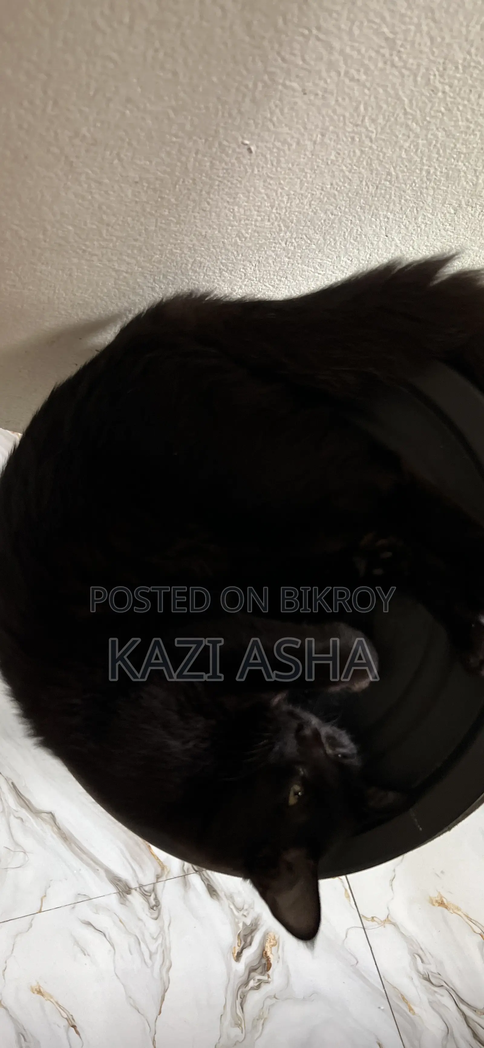 3-6 months Female Mixed Breed British Shorthair
