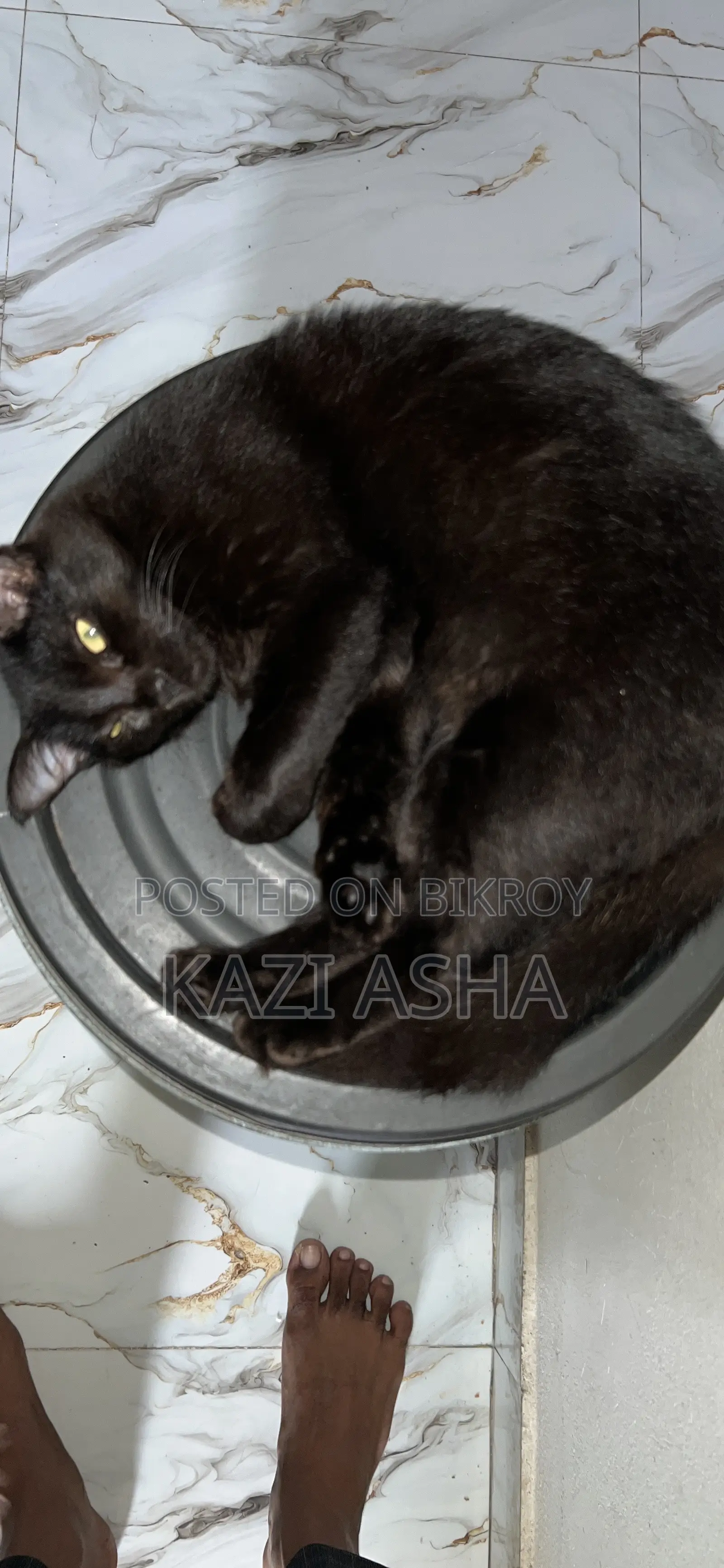 3-6 months Female Mixed Breed British Shorthair