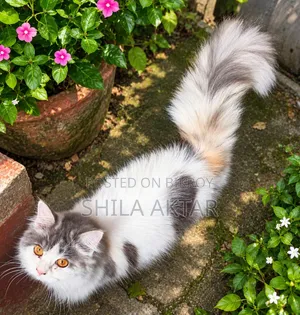 ৬-১২ মাসের মহিলা খাঁটি পার্সিয়ান বিড়াল