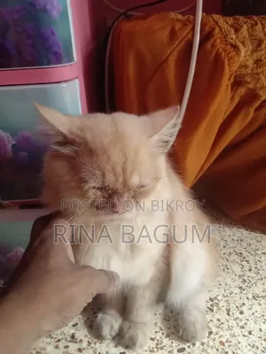 ৬-১২ মাস বয়সী পুরুষ মিক্সড ব্রিড পার্সিয়ান