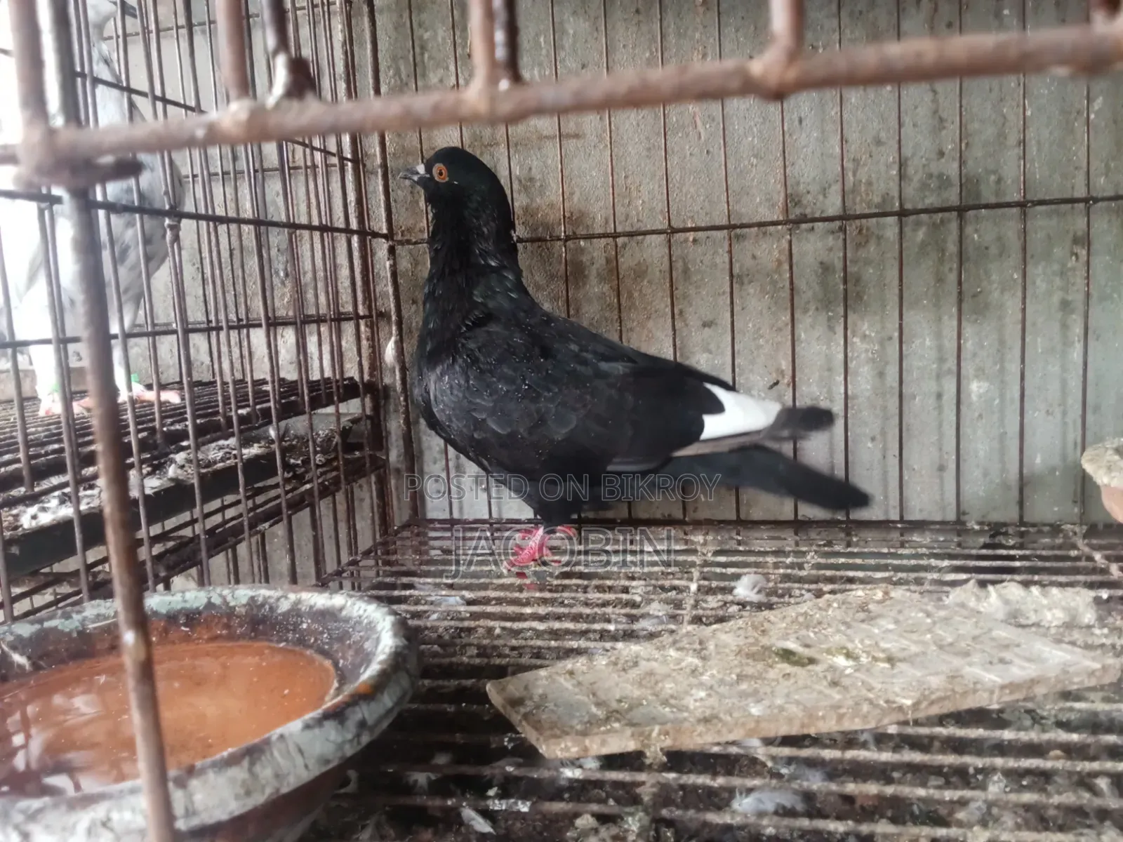 কিছু নর কবুতর